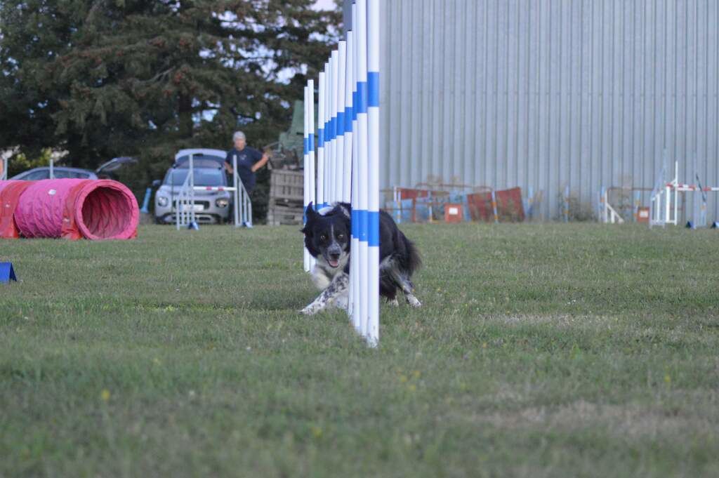 SPACE Saint Pardoux Agility Club d'Entrainement