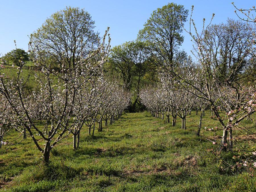 Le verger de Pirouette