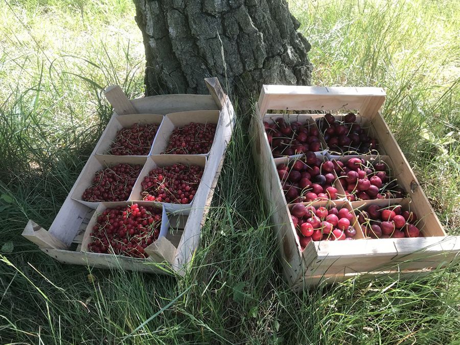 Le verger de Pirouette