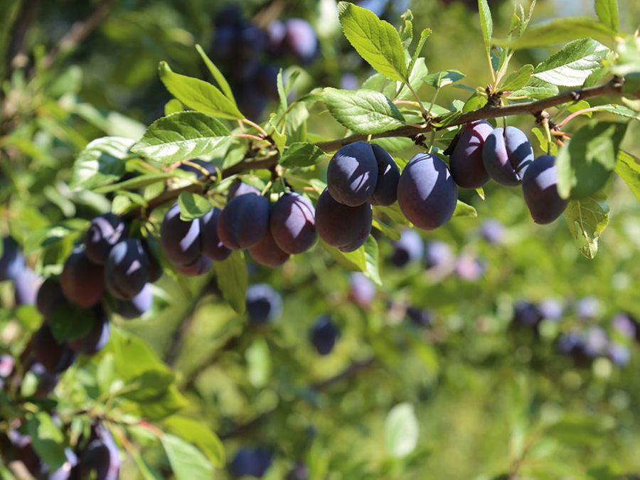 Le verger de Pirouette