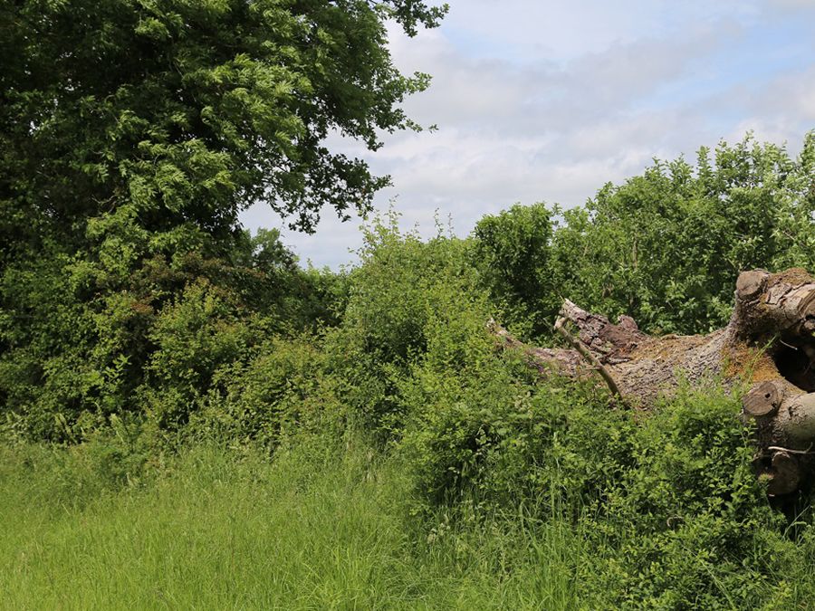 Le verger de Pirouette