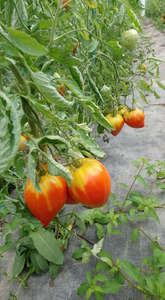 Les Jardins de la Bassetière