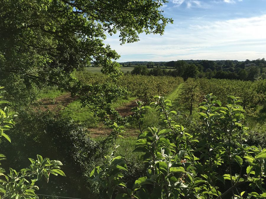 Le verger de Pirouette