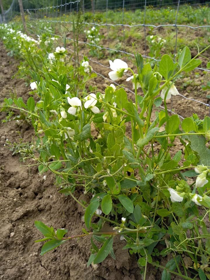 Les Jardins de la Bassetière