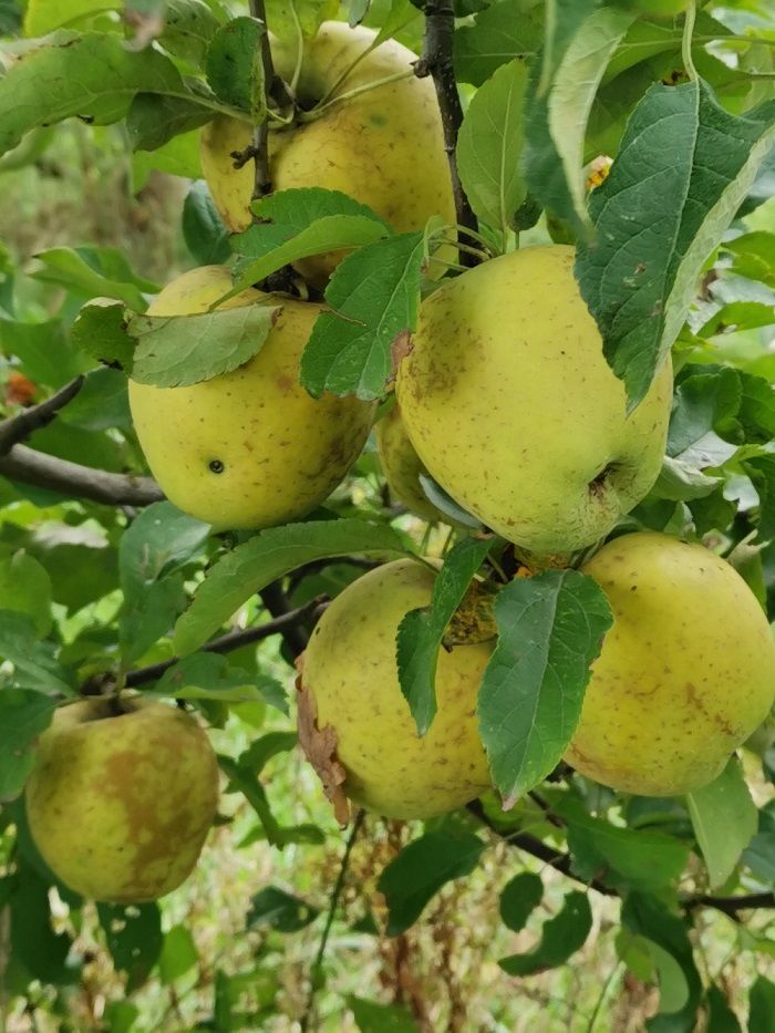 Le verger de Pirouette